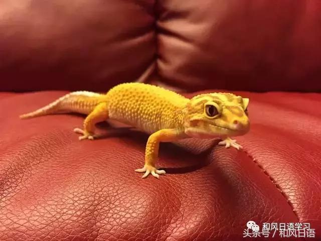 日本可爱小壁虎,日本宠物壁虎