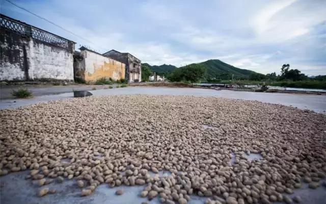 地里刚拔的花生,地里拔出来的新鲜花生吃了好吗