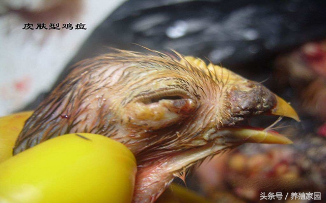 鸡痘如何预防和治疗,鸡痘和鸡喉痘的区别