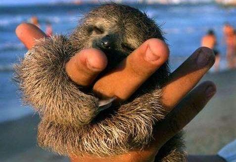 人见人爱的小宠物真是太可爱了,盘点十个让男人羡慕的宠物