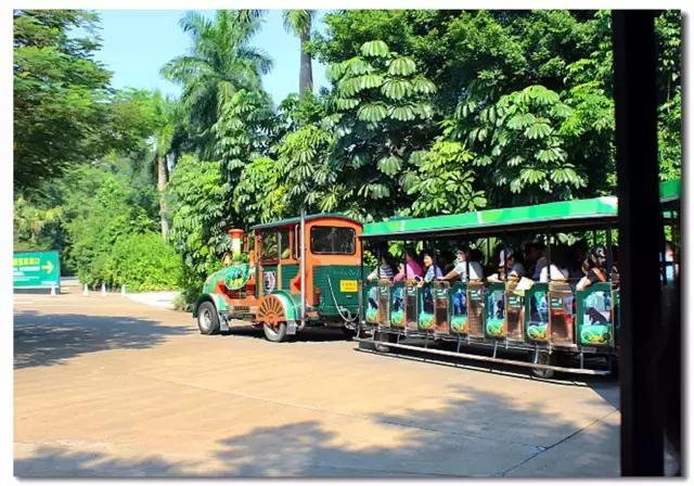 长隆野生动物世界抱考拉,考拉长隆野生动物园