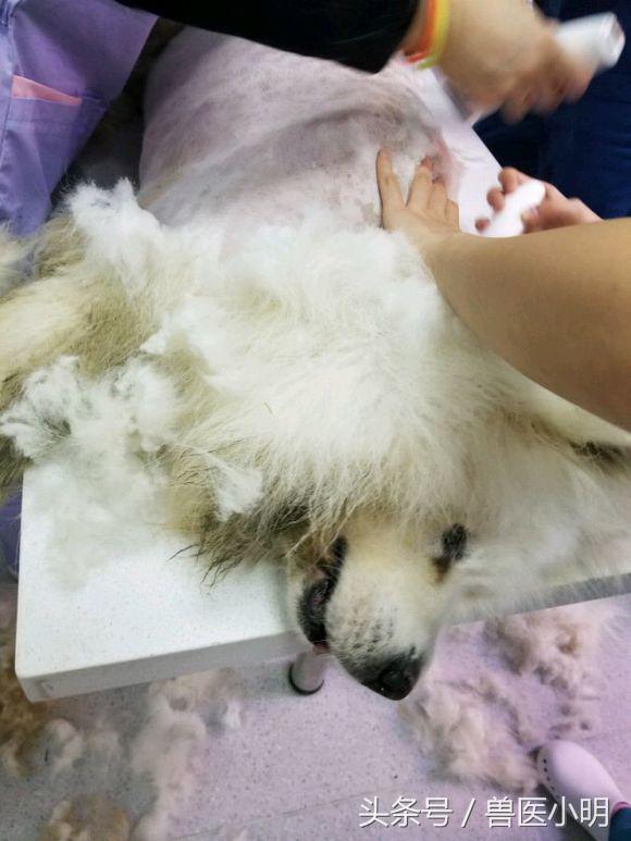 萨摩耶犬中暑怎么救,萨摩耶被寄养受伤