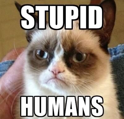 猫主子的真实生活,你真的懂自家猫主子吗