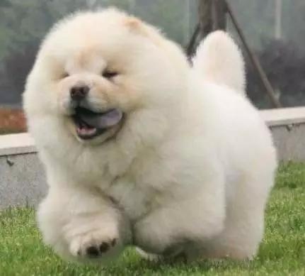 各种狗及身价，终于收全了