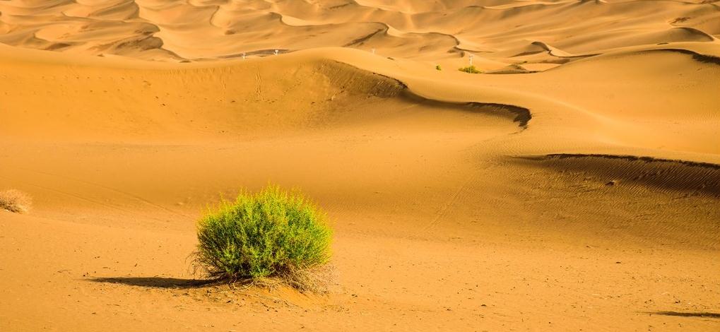 最原始的植物进化史,三亿年前的古老植物