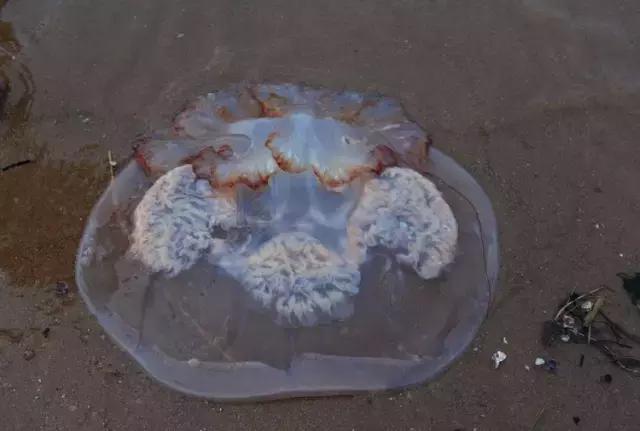 又到吃海鲜的季节咯！一位吕四渔民整理的海鲜大全，保证有你不认识的！