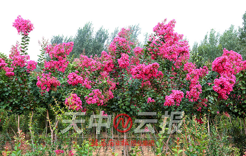 紫薇花盛开在老乐山深处