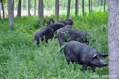 辽宁特种野猪养殖,特种野猪与纯种野猪的养殖前景