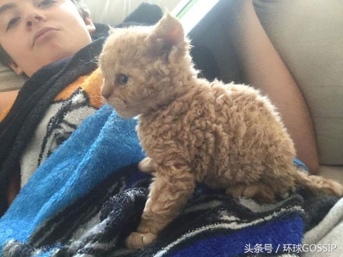 卷毛的喵星人看起来也蛮可爱的,天生自带刘海猫