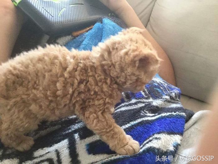 卷毛的喵星人看起来也蛮可爱的,天生自带刘海猫
