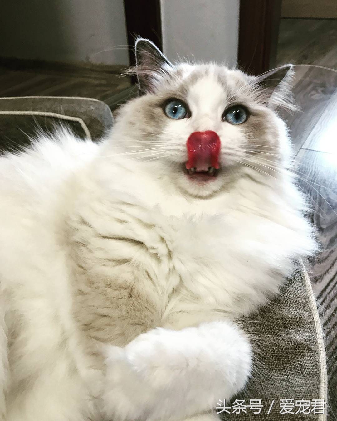 猫咪郁闷可吃什么药,猫咪爱抓东西怎么解决呢