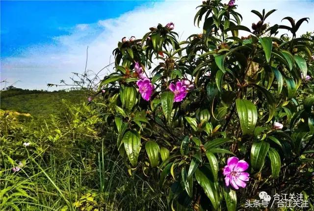 暴牙郎的功效与作用,暴牙郎功效与作用