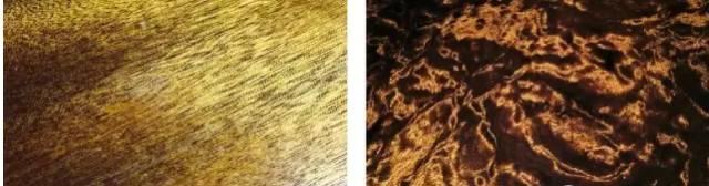 难得一见的千年金丝楠阴沉木8棵,千年金丝楠阴沉木鉴别