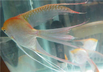 神仙鱼有寄生虫,神仙鱼寄生虫怎么去除