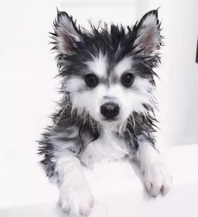 狗狗被臭到后的反应,狗狗被螨虫咬是什么样子的