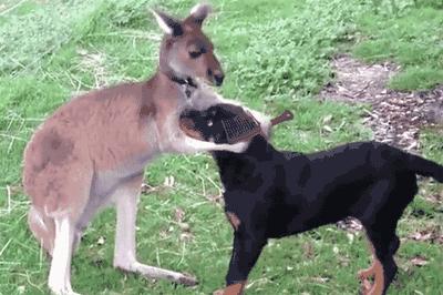 拔牙前吸了一口笑气，牙不疼了，牙医也变帅了呢！