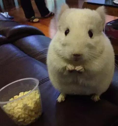 龙猫公母单养哪个好养,养龙猫需要多大的笼子