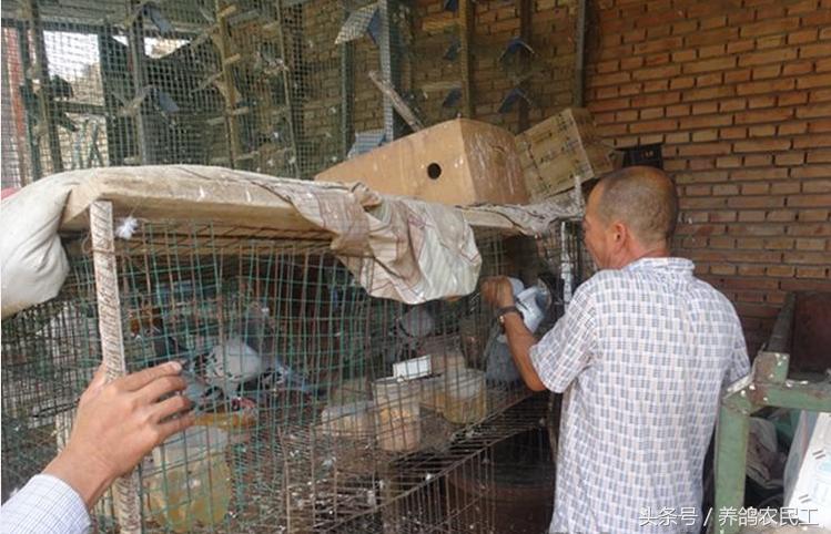 养鸽农民工探访资深鸽友，毫无保留的倾囊相授信鸽可以这样玩！