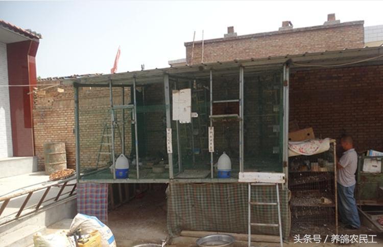养鸽农民工探访资深鸽友，毫无保留的倾囊相授信鸽可以这样玩！