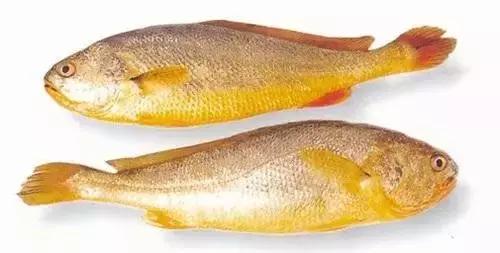 又到吃海鲜的季节咯！一位吕四渔民整理的海鲜大全，保证有你不认识的！