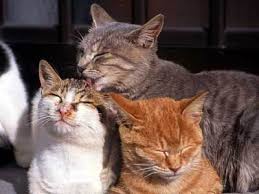 四川上贡猫,四川简州猫是狸花猫吗