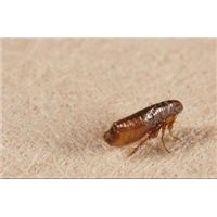 十个科普小知识,100个必学的科普知识