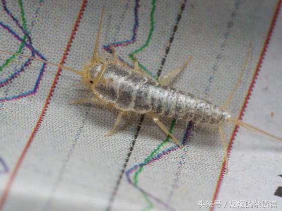 10个昆虫的真面目,10种常见的昆虫都有什么