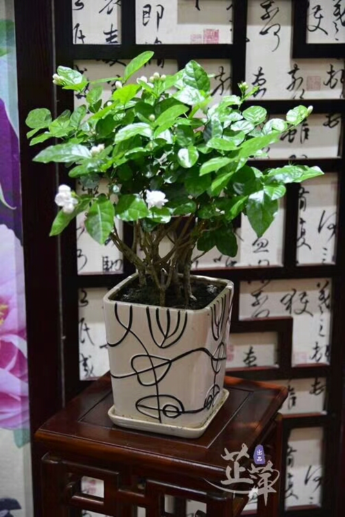 蓝颜知己是指的什么关系,蓝颜知己歌曲原唱完整版