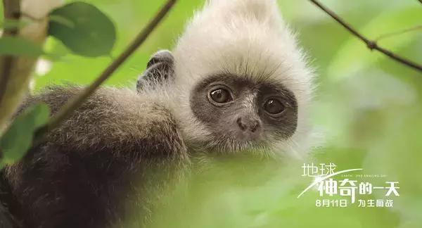 地球神奇的一天纪录片完整版,给孩子看的纪录片神奇地球