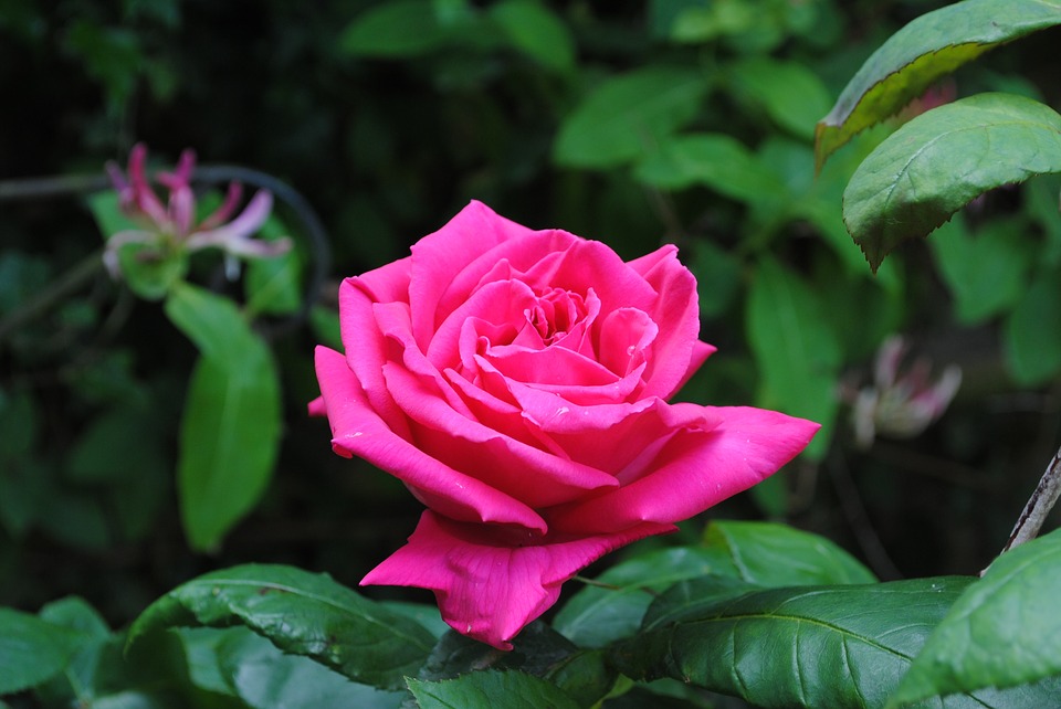 我只在乎你邓丽君完整版,我只在乎你