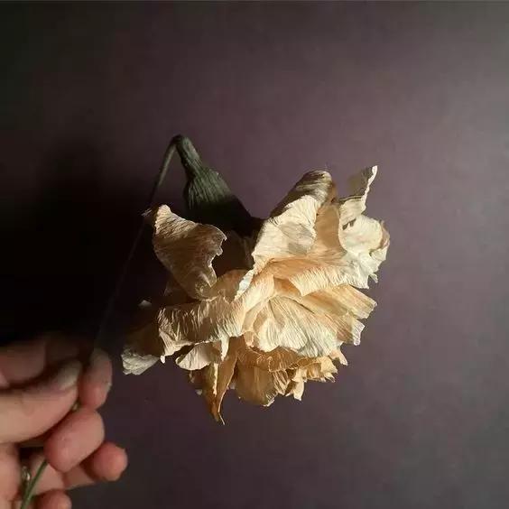 会枯萎腐烂的仿真花,会枯萎的花有什么