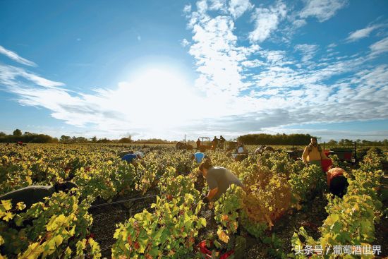 黄尾袋鼠酒庄介绍怎么写,黄尾袋鼠酒庄设拉子红葡萄酒