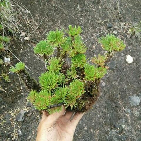 装修好的房子种什么植物能去甲醛,24小时去甲醛有害气体的植物