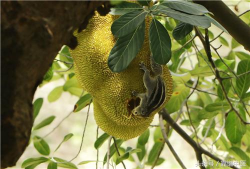 榴莲富含什么维生素有什么营养,马来西亚榴莲好还是泰国榴莲好