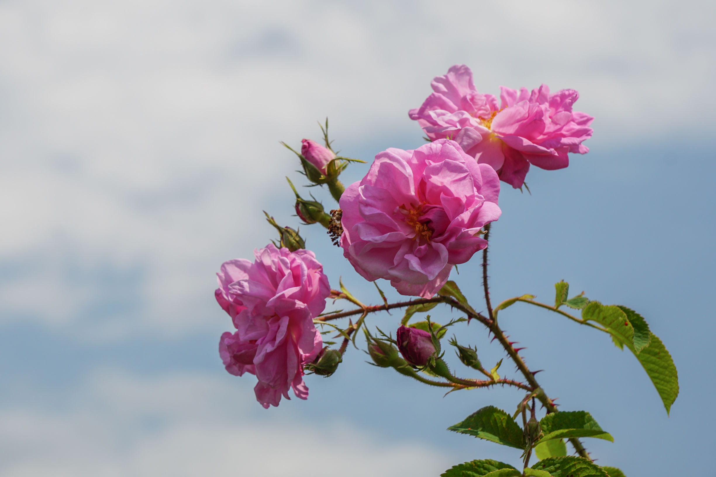 玫瑰美容护肤技巧,玫瑰护肤护理小知识