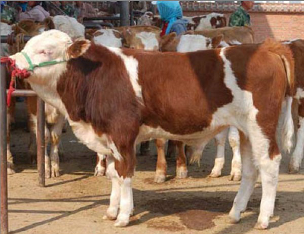 肉牛饲养疾病防治及饲养技术（11-20）