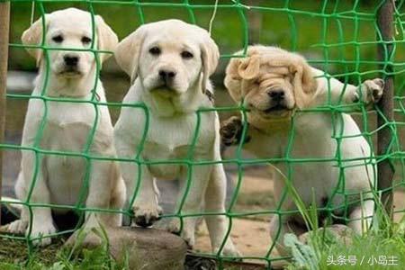 保证让你笑到肚子疼的视频,保证让你笑到死的视频