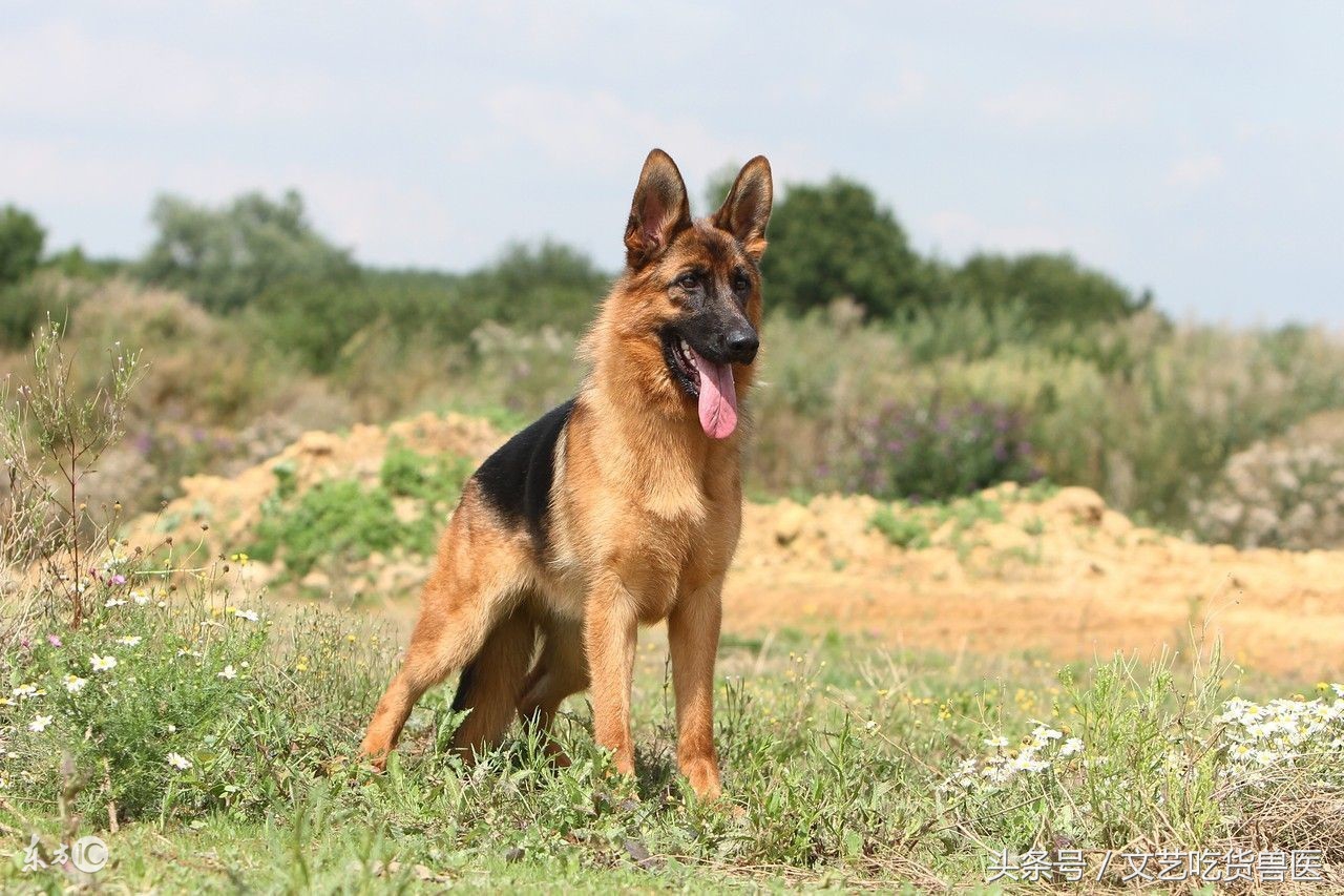 战狼2为什么会如此成功,战狼2破56亿