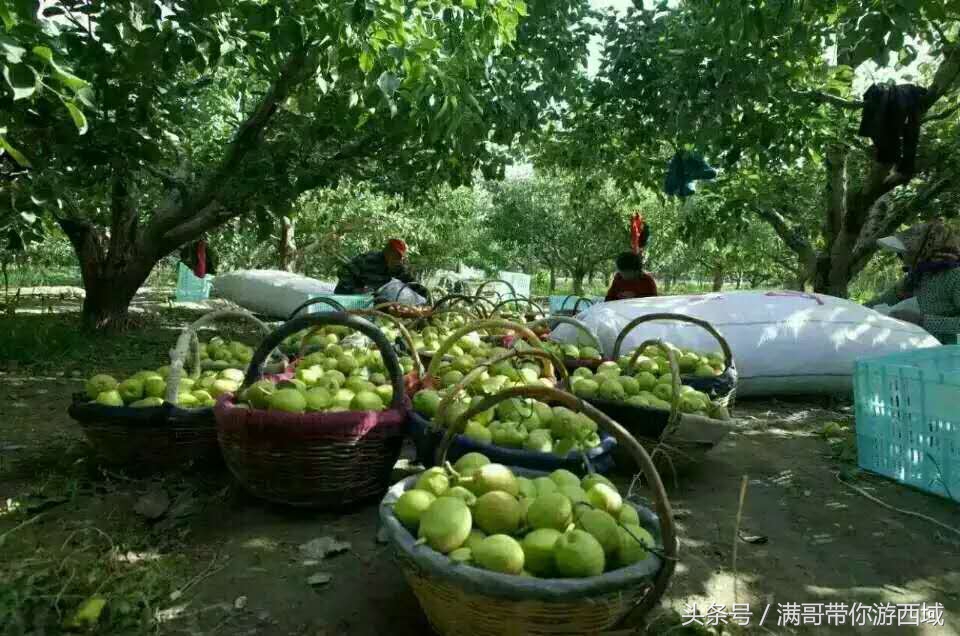 库尔勒香梨熟了！古尔邦节假期去库尔勒采香梨吧！只要4元每公斤