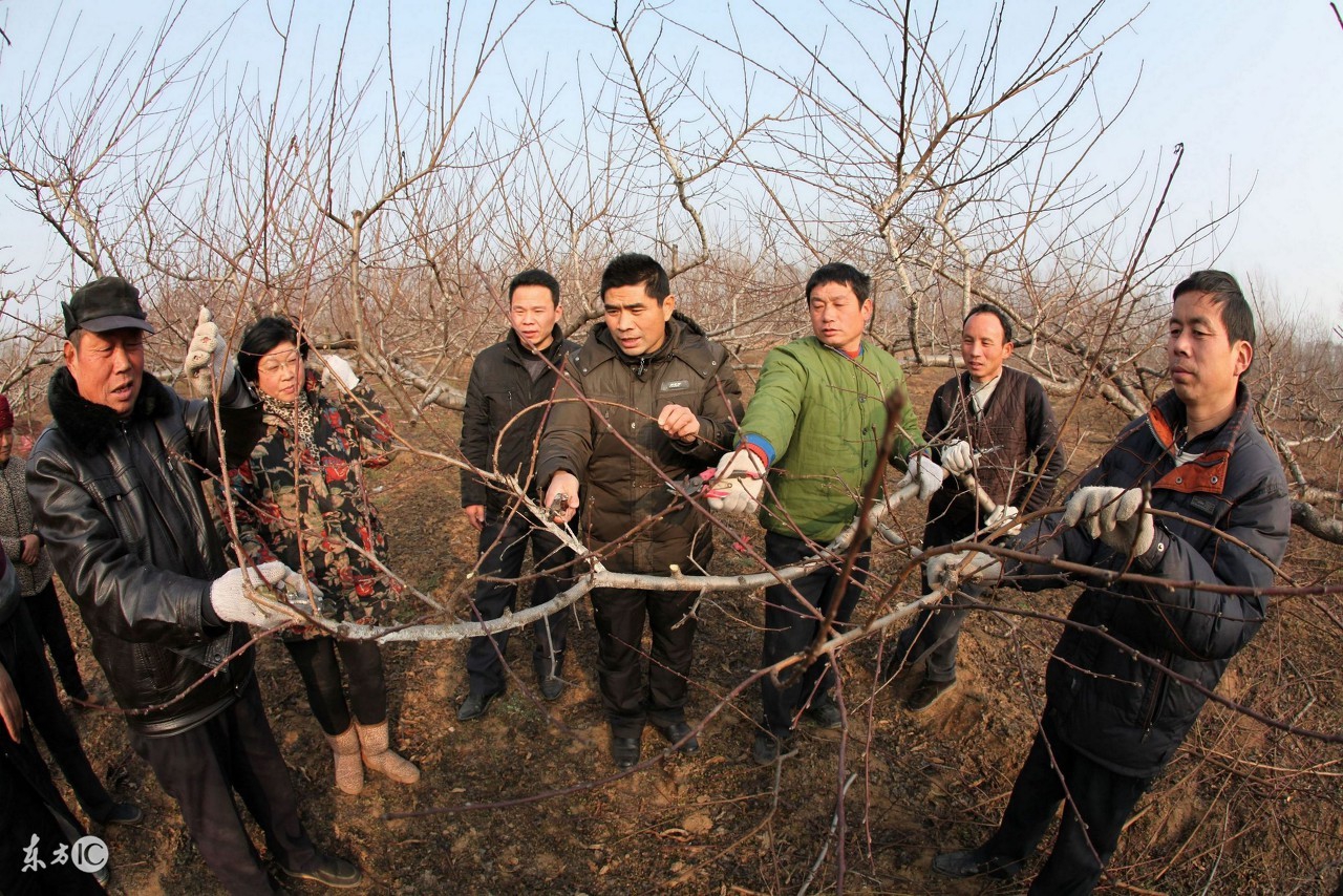 果树如何剪才能不长高,果树怎样剪才能结的果多