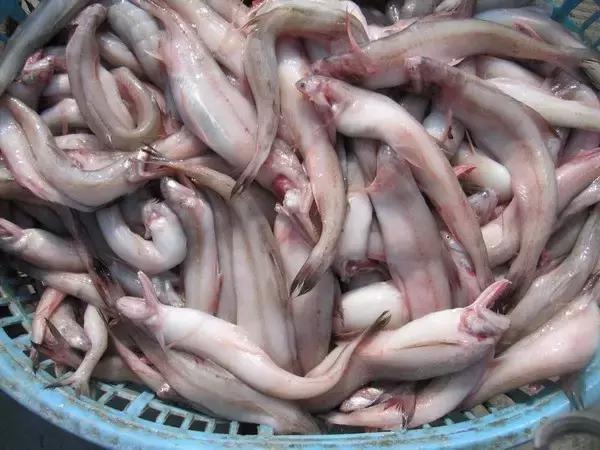 又到吃海鲜的季节咯！一位吕四渔民整理的海鲜大全，保证有你不认识的！