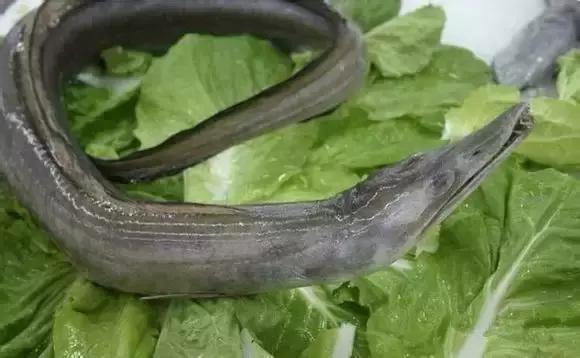 又到吃海鲜的季节咯！一位吕四渔民整理的海鲜大全，保证有你不认识的！