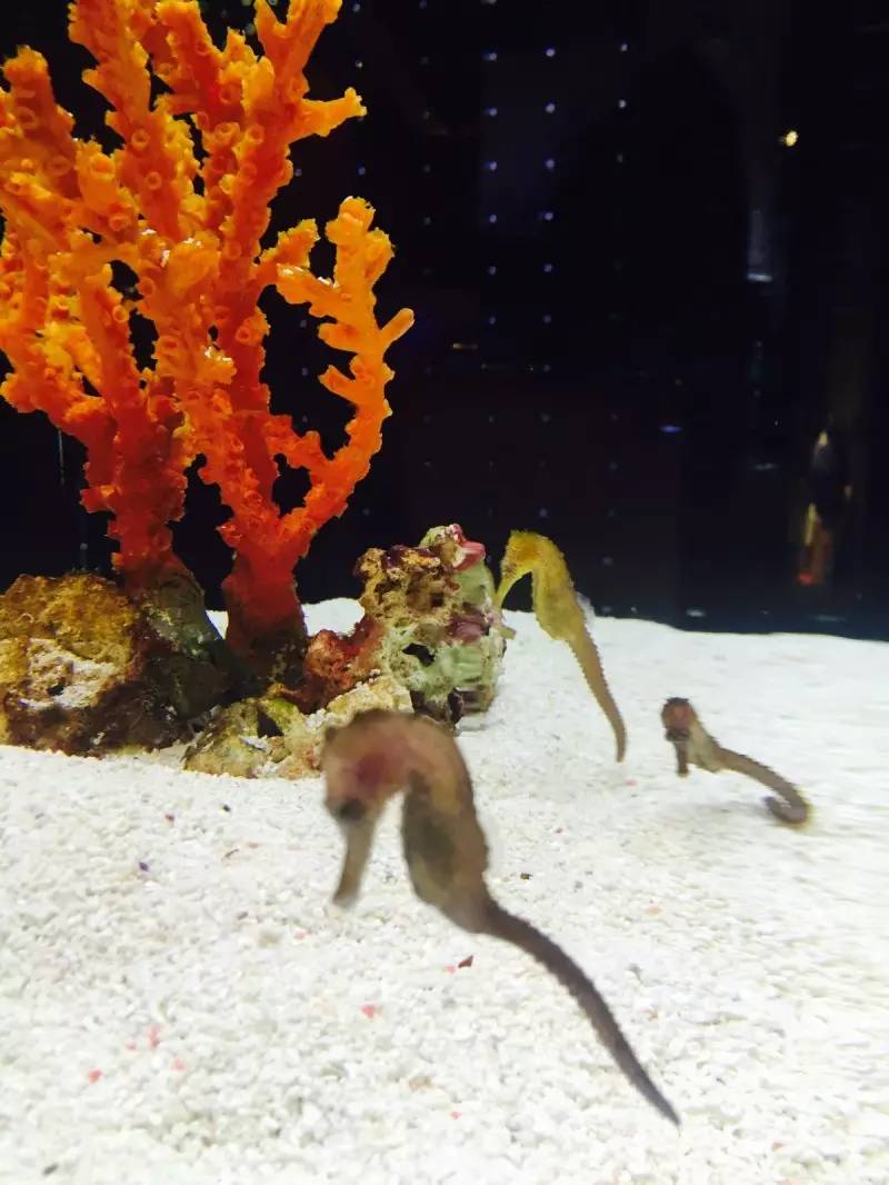 如何穷游日本30天,美女穷游日本15天