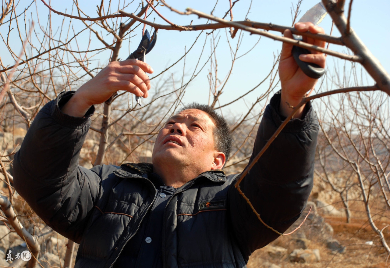 果树如何剪才能不长高,果树怎样剪才能结的果多