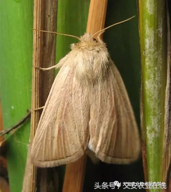 家用杀虫剂喷雾十大品牌,内吸性杀虫剂十大排行