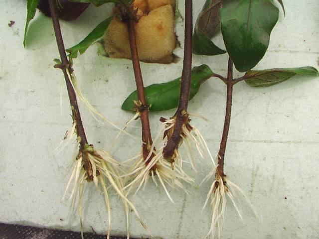 生根壮苗剂扦插,栽花自制生根剂