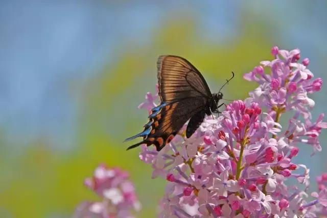 和龙夏天避暑的地方,龙州县避暑胜地