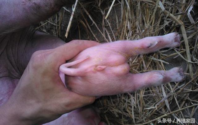 阴阳猪和普通猪区别,阴阳猪和正常猪的区别