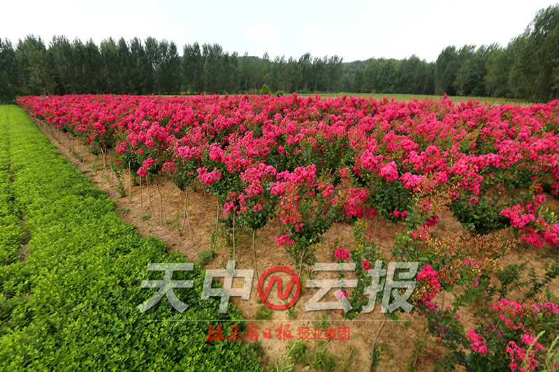 紫薇花在盛开下一句,紫薇花开满枝头视频