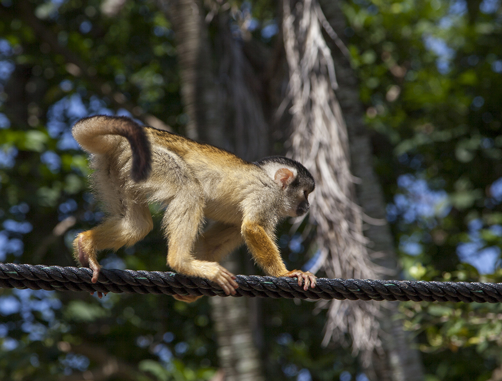 日本喜欢泡温泉的动物,日本爱泡温泉的狗子
